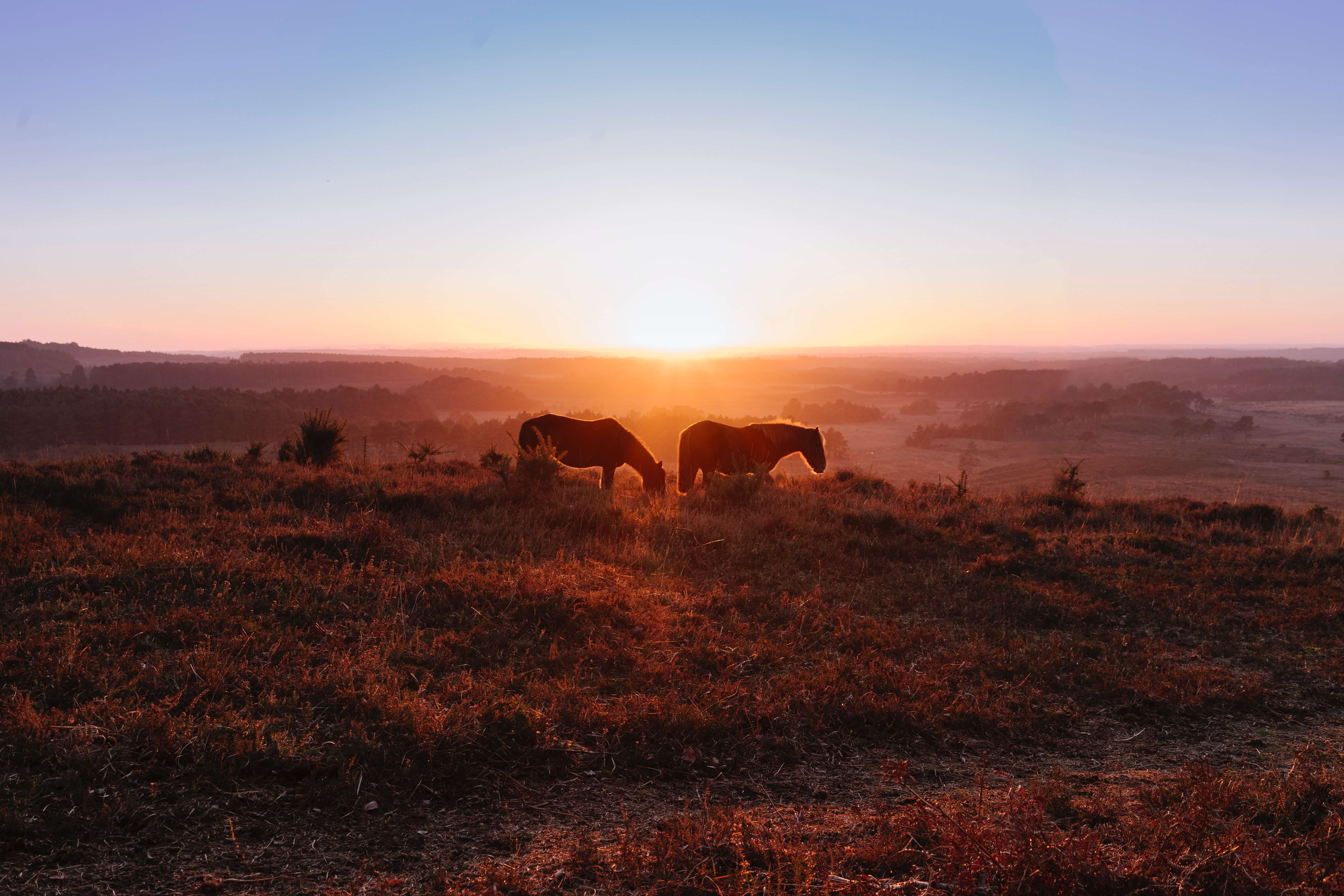 Hampshire New Forest Ponies at sunset